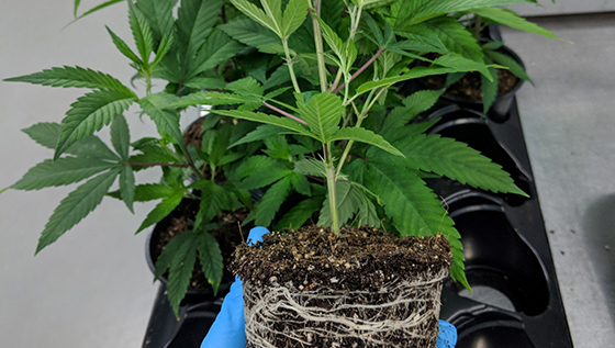 Cannabis Trimming & Production: on-site training